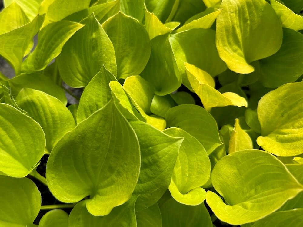 Hosta 'Amber Tiara'