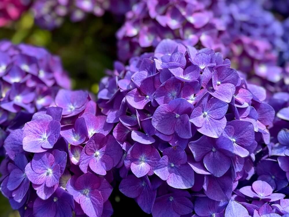 Hydrangea macrophylla 'SC-04-20'