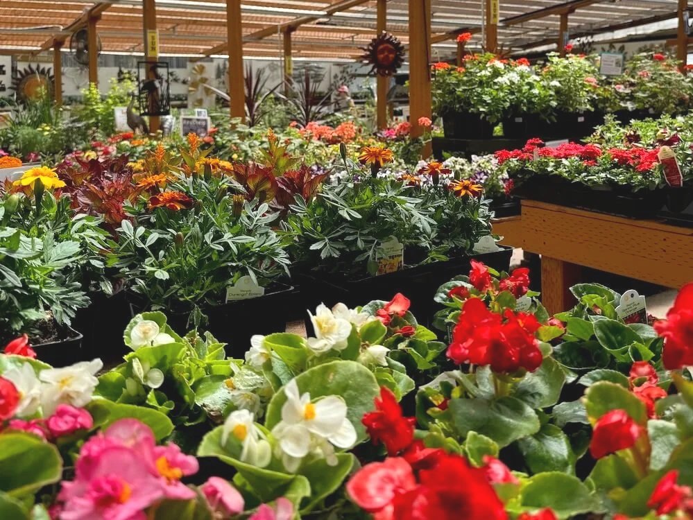 Bellevue Nursery