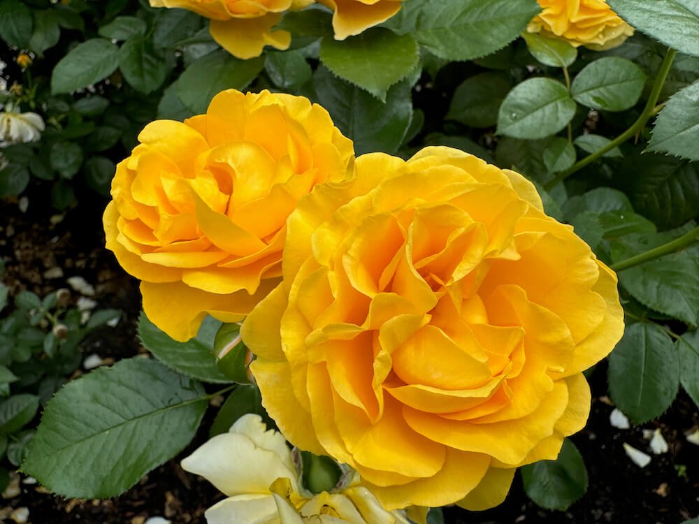 Rosa 'Julia Child'