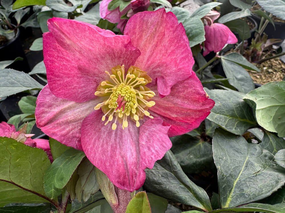 Helleborus x glandorfensis HGC 'Ice N' Roses Rosetta'