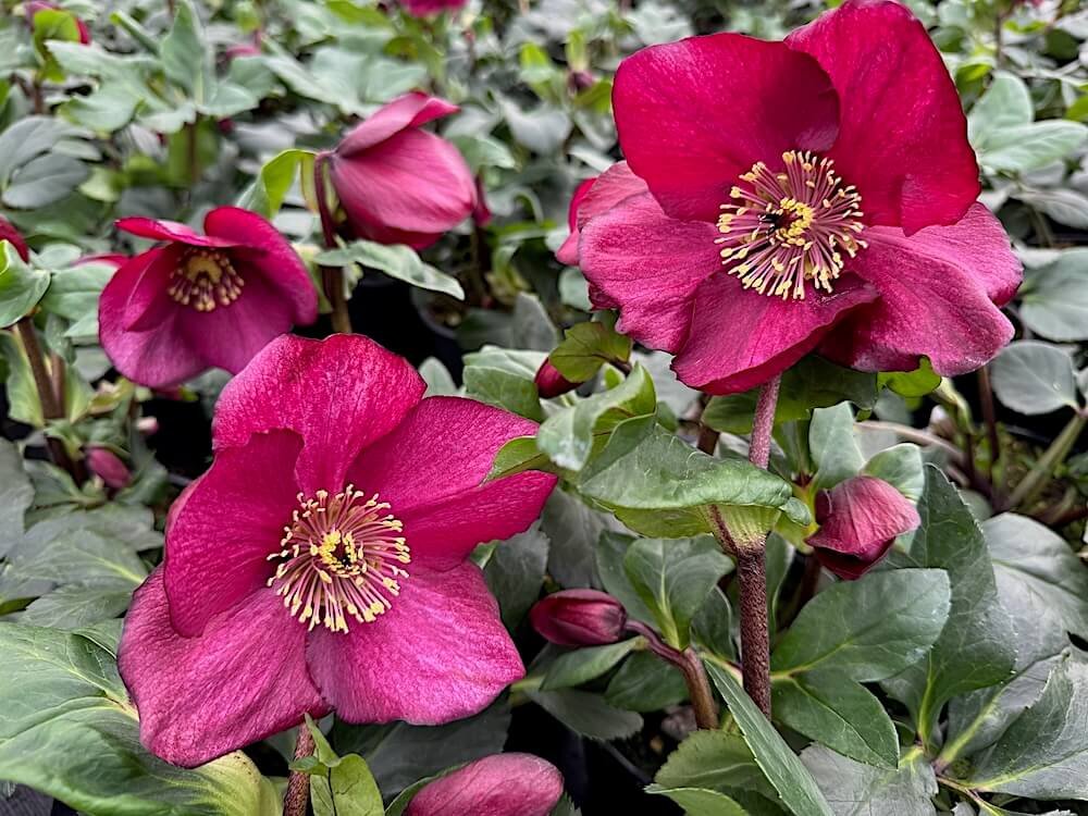 Helleborus x lemperii HGC 'Leona'
