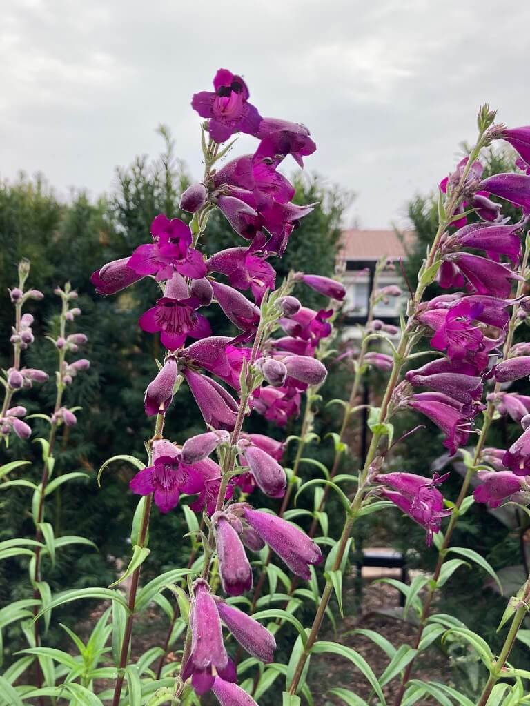Penstemon ‘Enor’