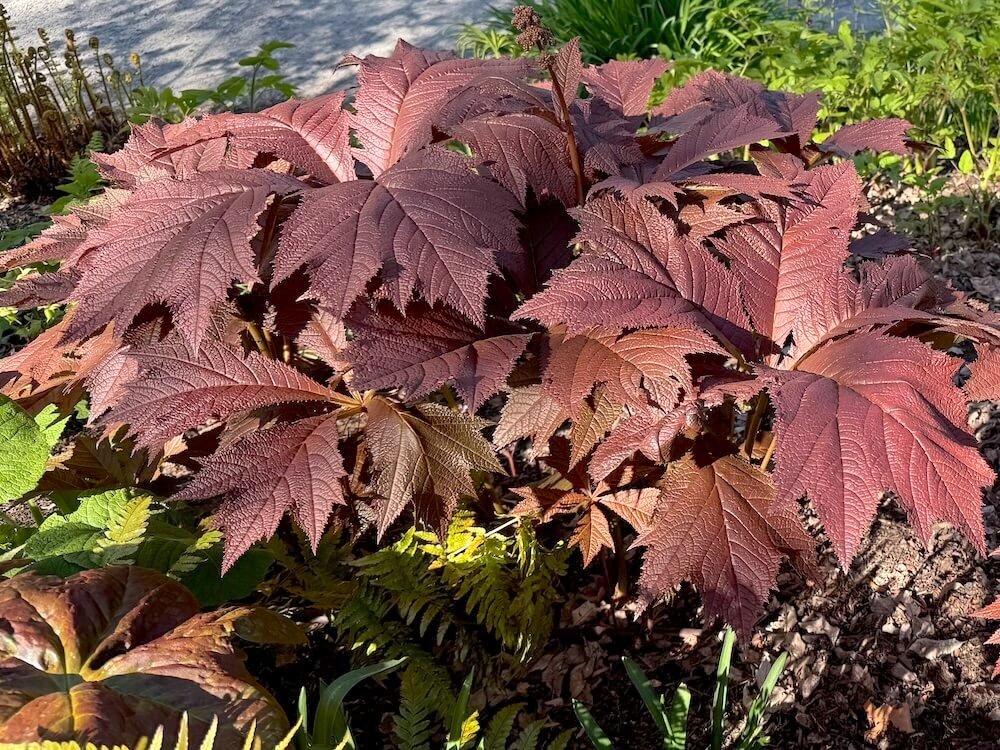 Rodgersia podophylla 'Tien Tsin Red'