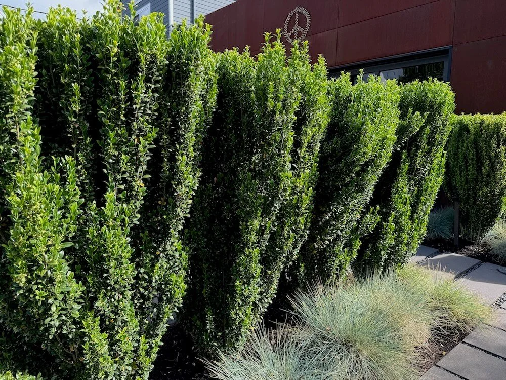 Ilex crenata ‘Sky Pencil’