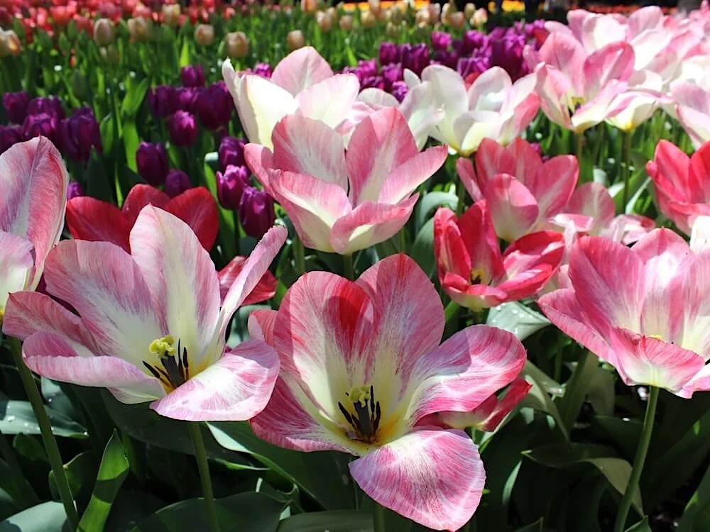Tulipa 'Spryng Break'