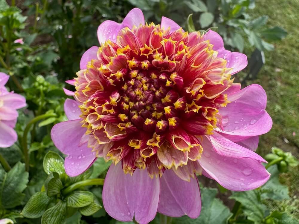 Dahlia 'Twilite'