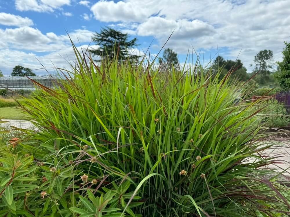 Panicum virgatum 'Shenandoah'