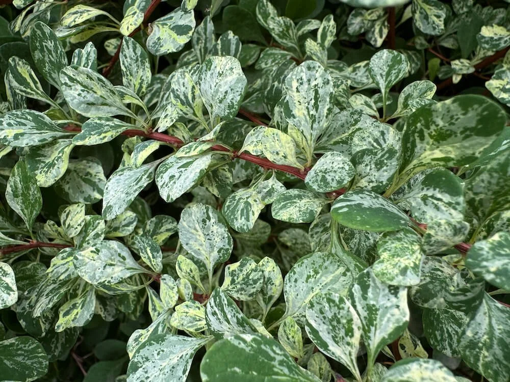 Berberis thunbergii 'Lime Glow'