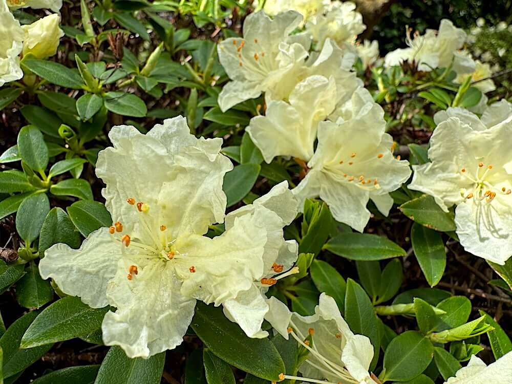 Rhododendron keiskei 'Yaku Fairy'