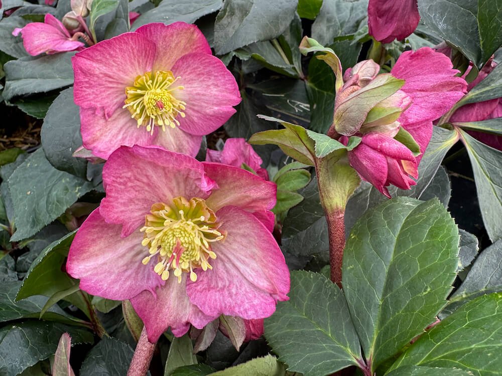 Helleborus x glandorfensis HGC 'Ice N'Roses Rosetta'