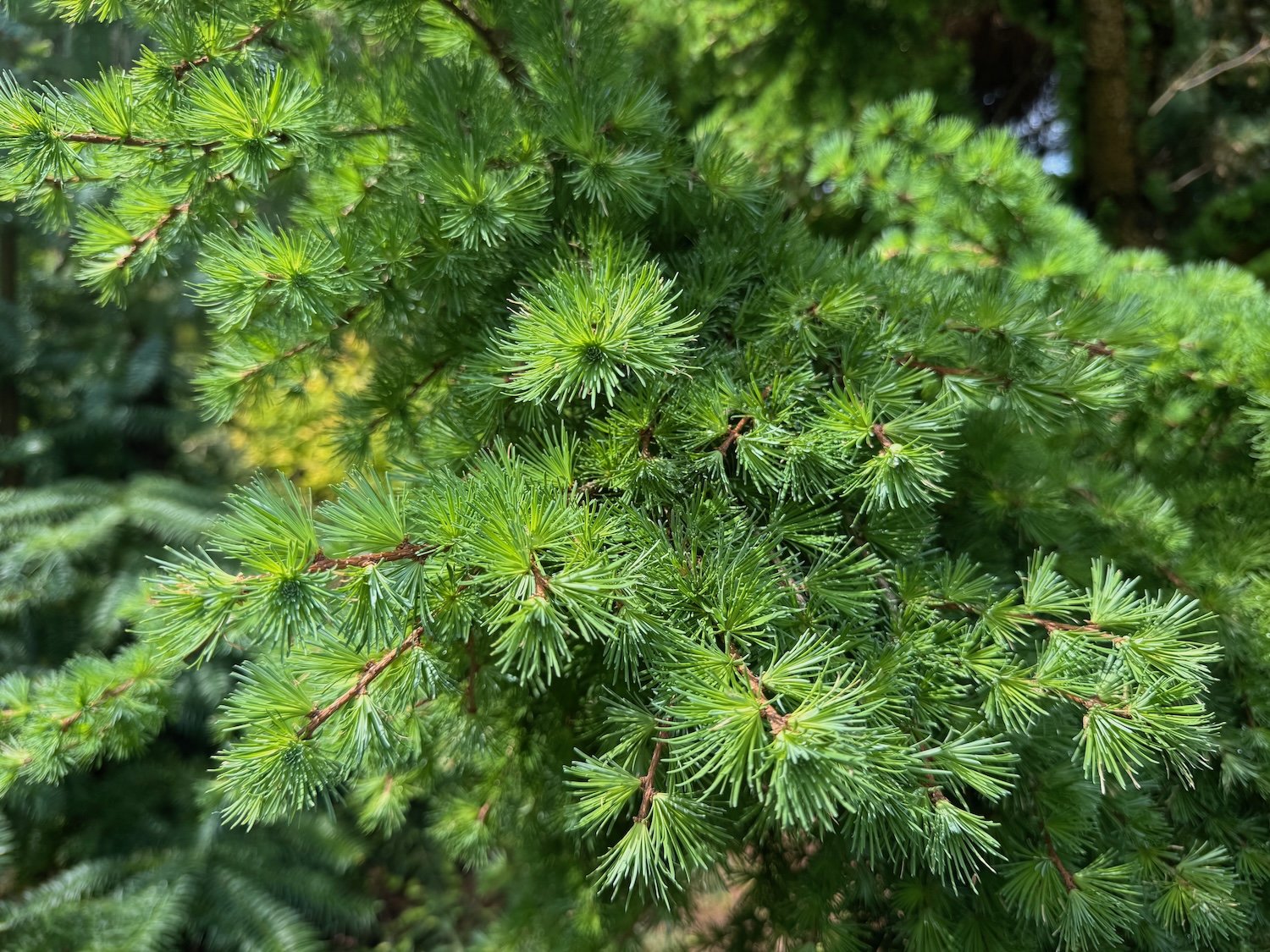 Planting & Growing Conifers