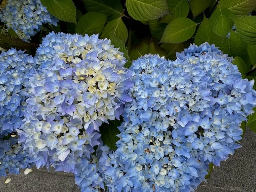Hydrangea macrophylla 'Monmar'