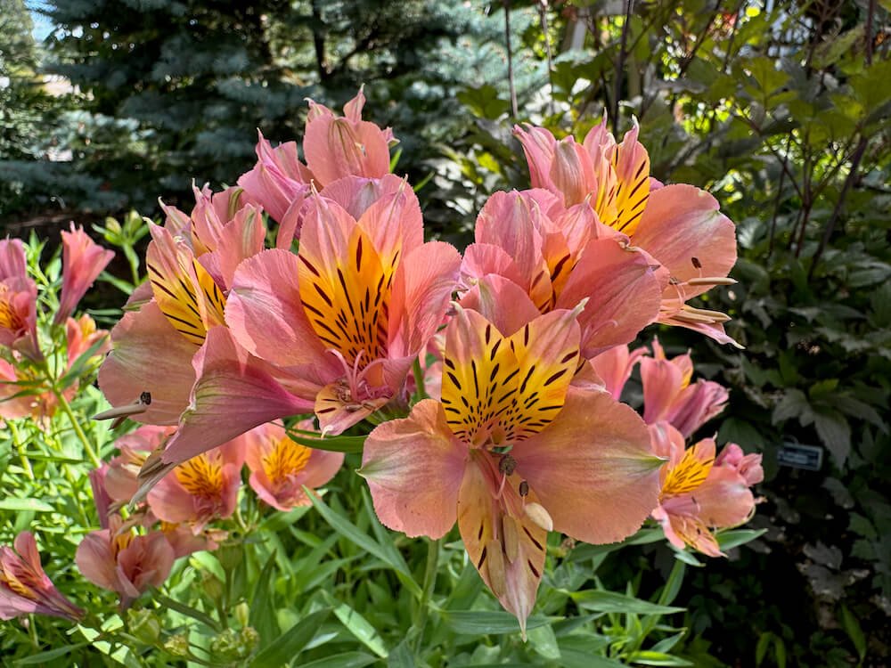 Alstroemeria 'Butterscotch'