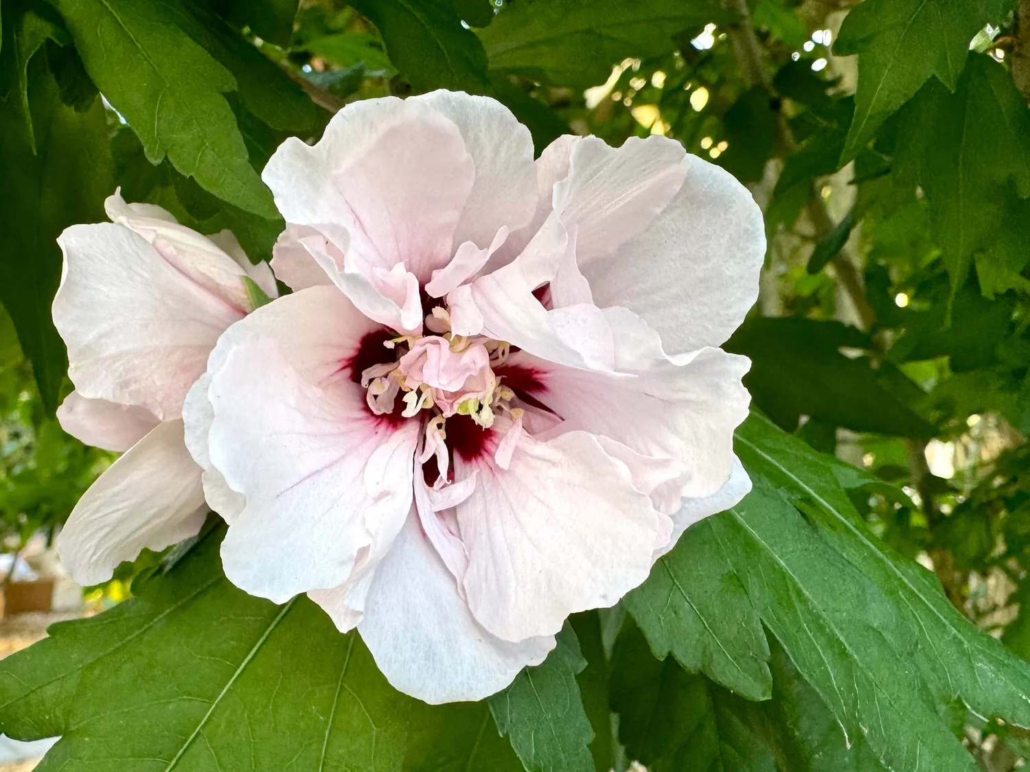 Hibiscus syriacus 'Blushing Bride'