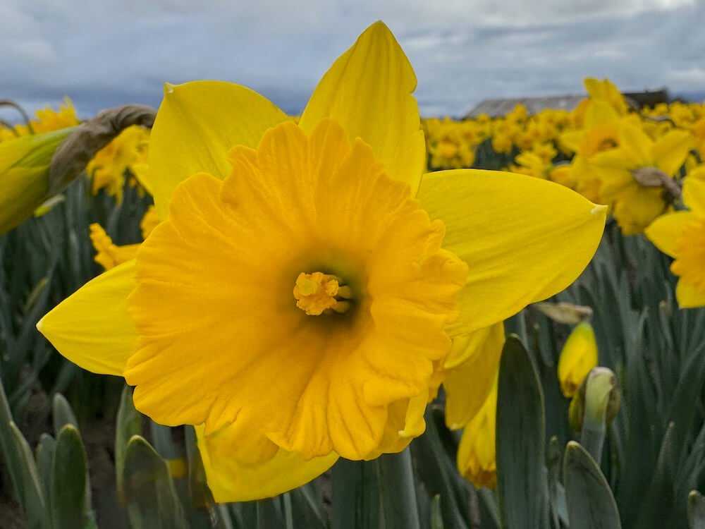 Daffodil Flower Forms