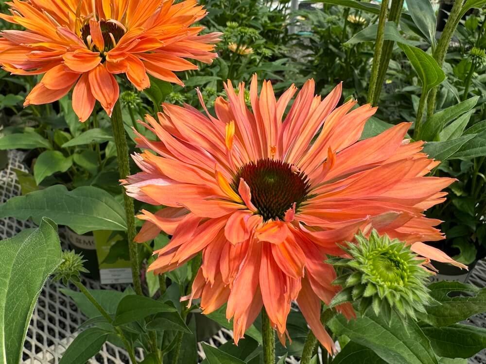 Echinacea Fresco 'Apricot'