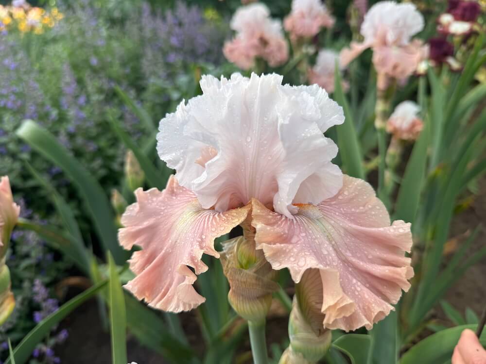 Iris 'Cut to Order'