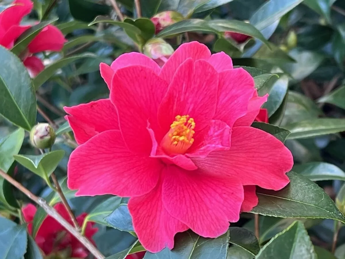 Camellia x williamsii 'Freedom Bell'