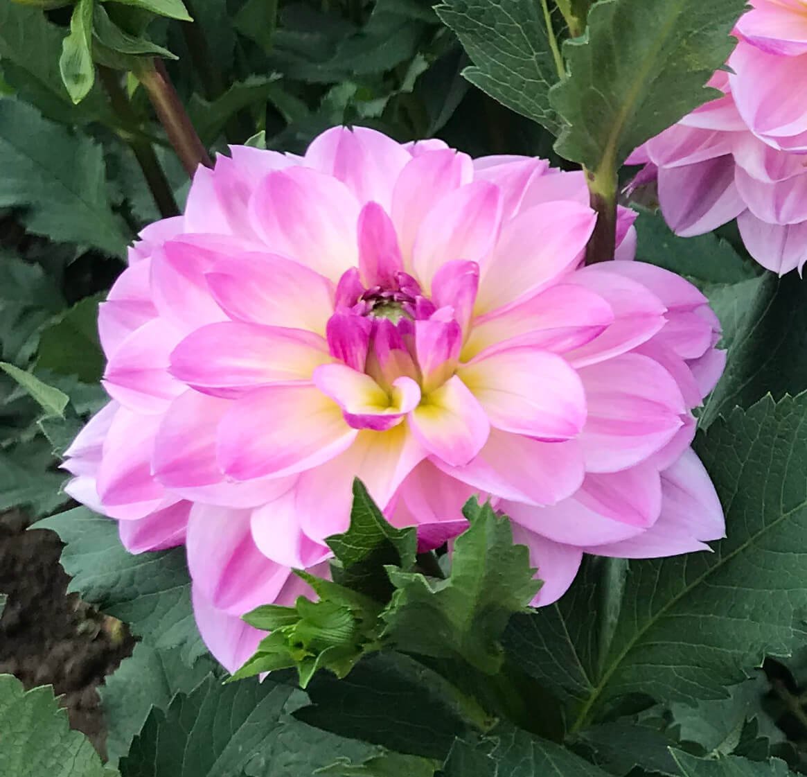 Dahlia 'Lisa Lisa'