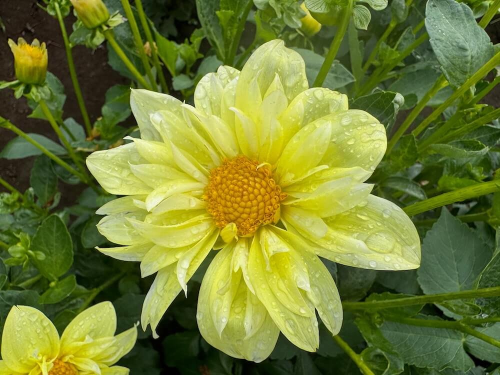 Dahlia 'Yellow Bird'
