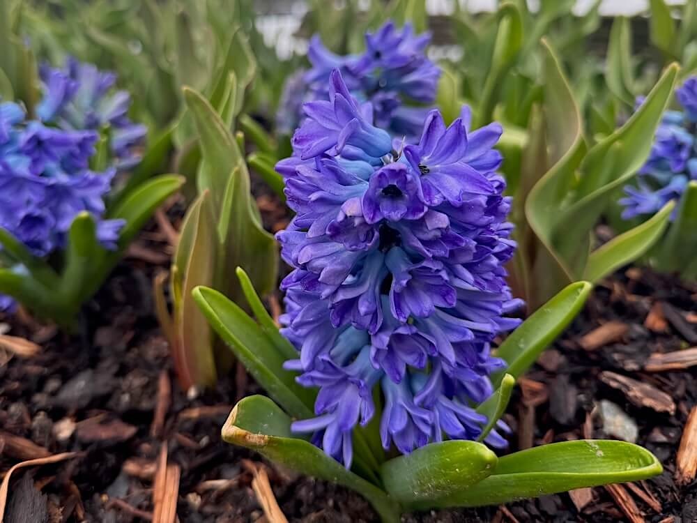 Hyacinthus orientalis 'Blue Star'