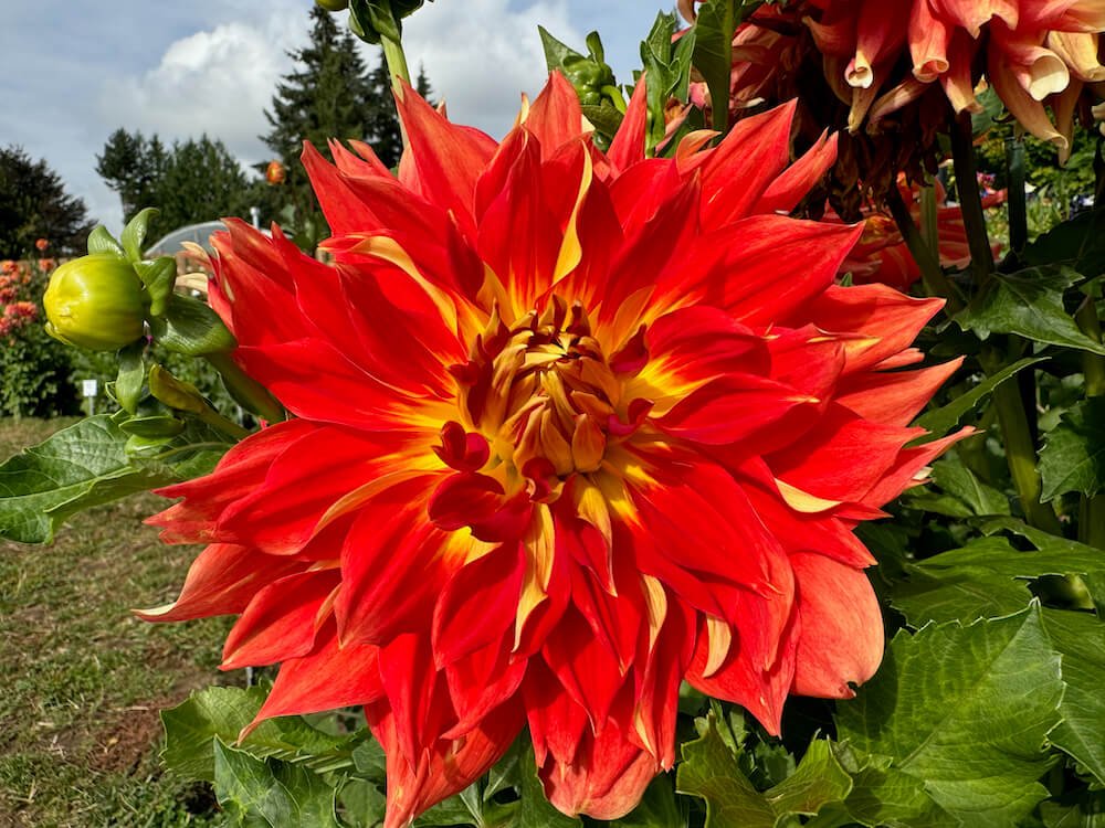 Dahlia 'OMG'