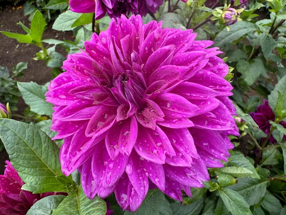 Dahlia 'Thomas Edison'