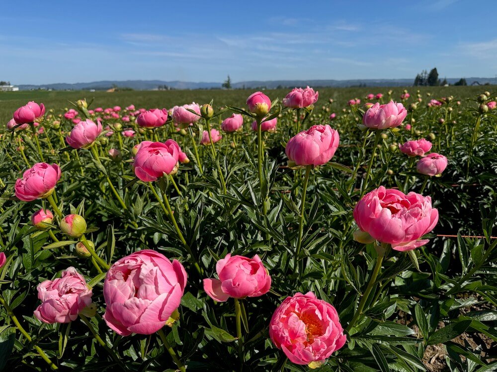 PEONIES AT GLENCOE FARMS