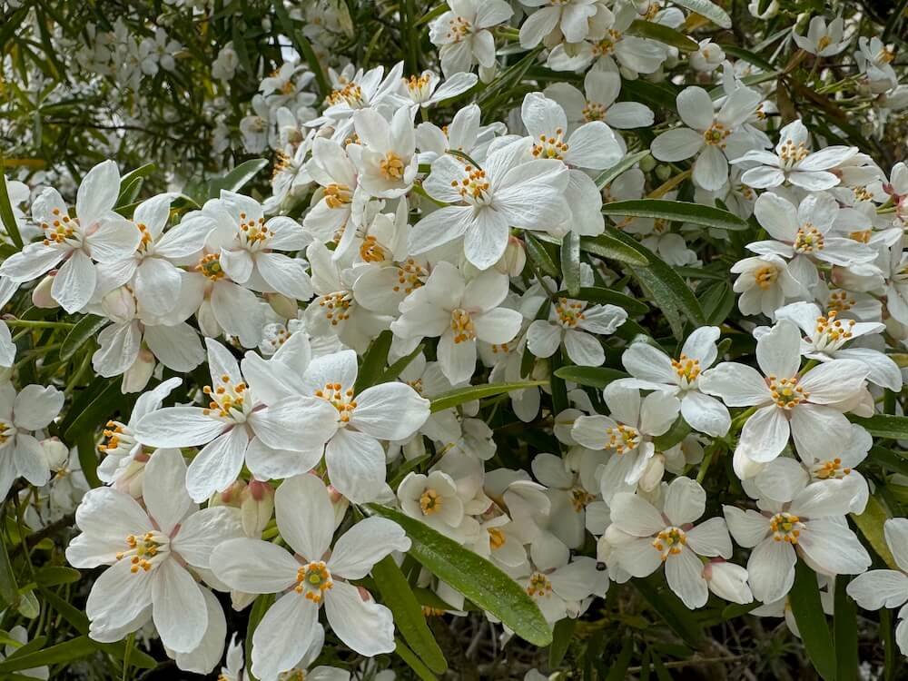 MEXICAN ORANGE (Choisya)