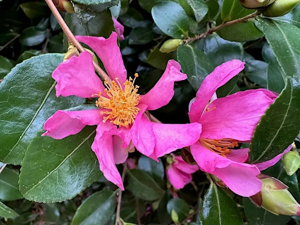 Camellia sasanqua 'Hugh Evans'