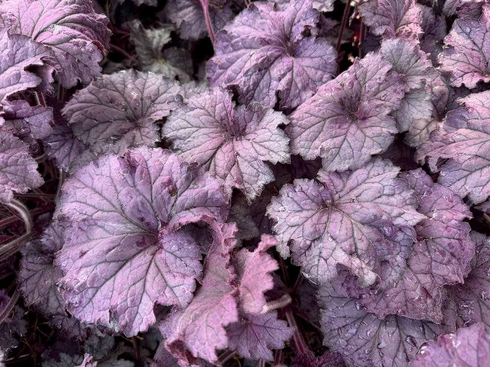 Heuchera x villosa 'TNHEUGA'