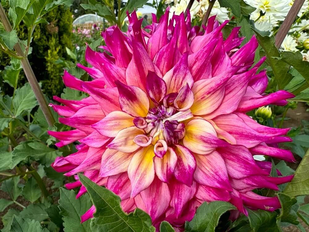 Dahlia 'Spoiled Rotten'