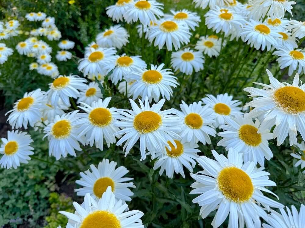 SHASTA DAISY (Leucanthemum)
