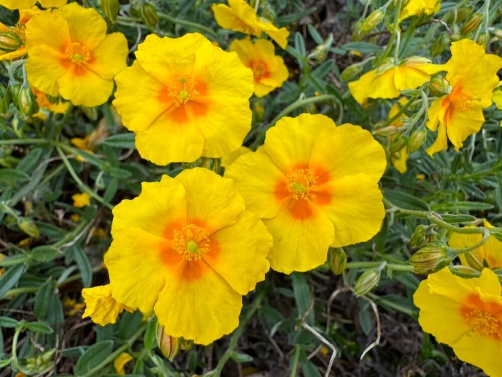 Helianthemum ‘Ben Fhada’
