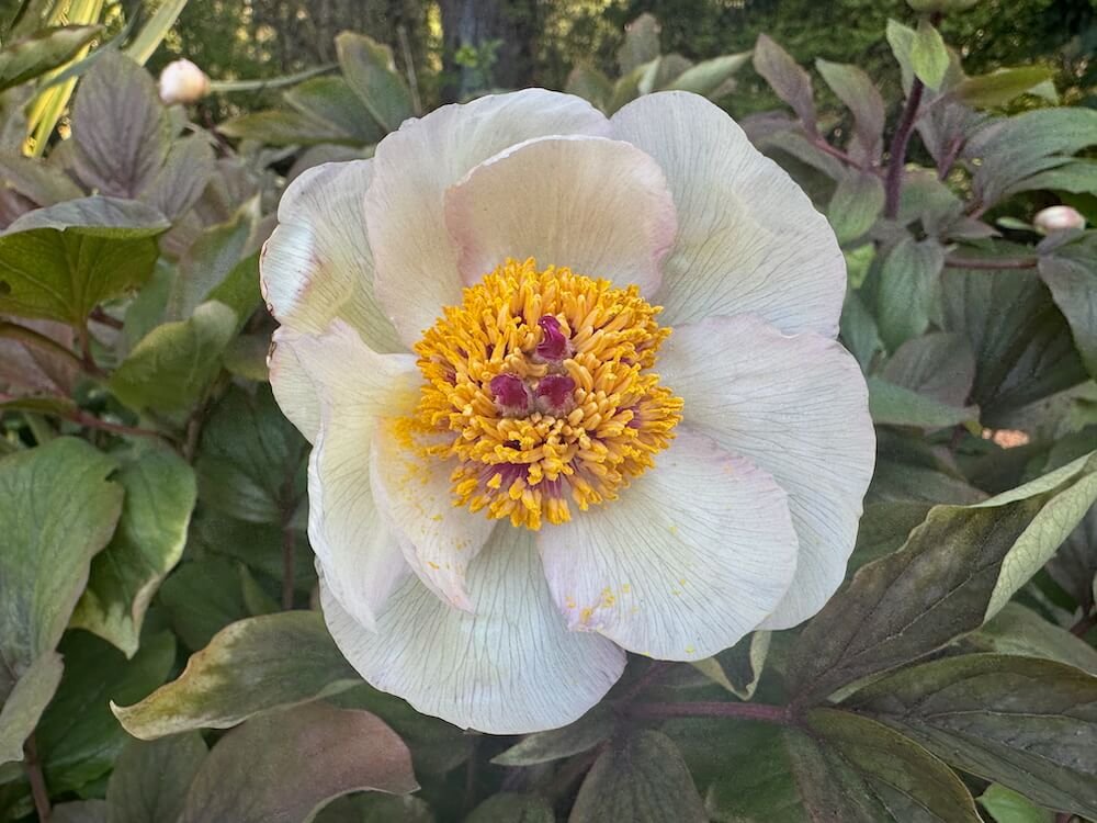 Paeonia obovata