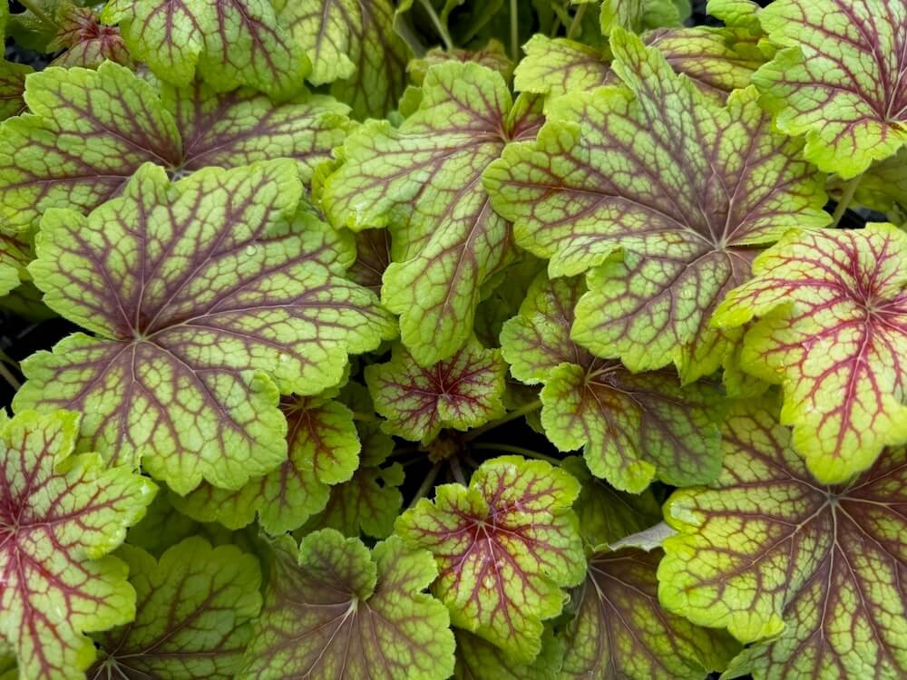 Complete Guide to Heucheras