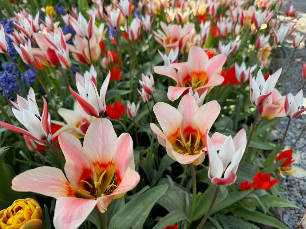 Tulipa clusiana