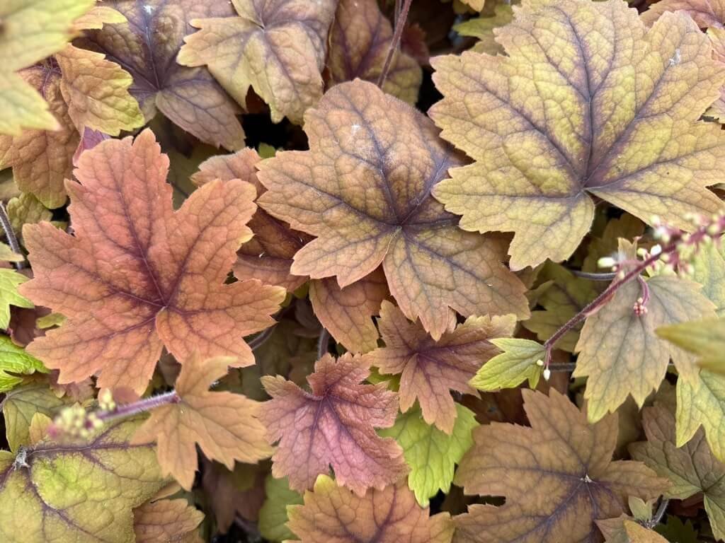 FOAMY BELLS (Heucherella)
