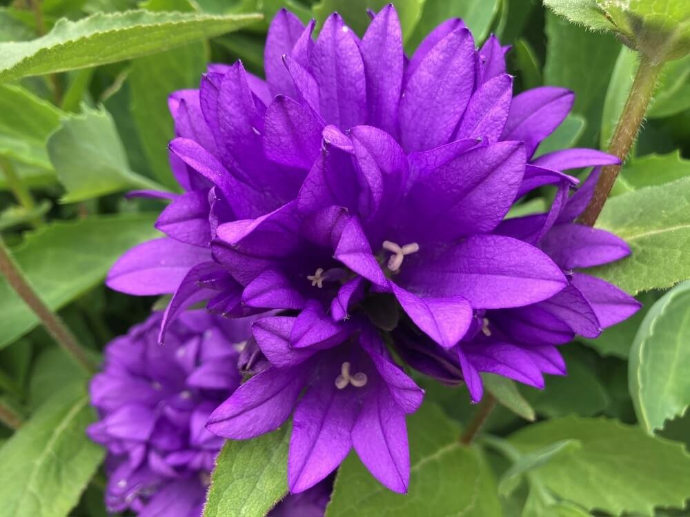 BELLFLOWER (Campanula)