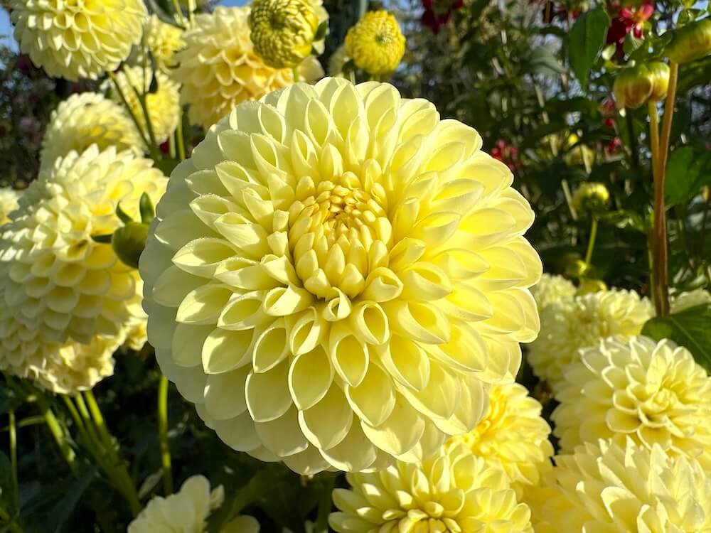 Dahlia 'Barbarry Primrose'