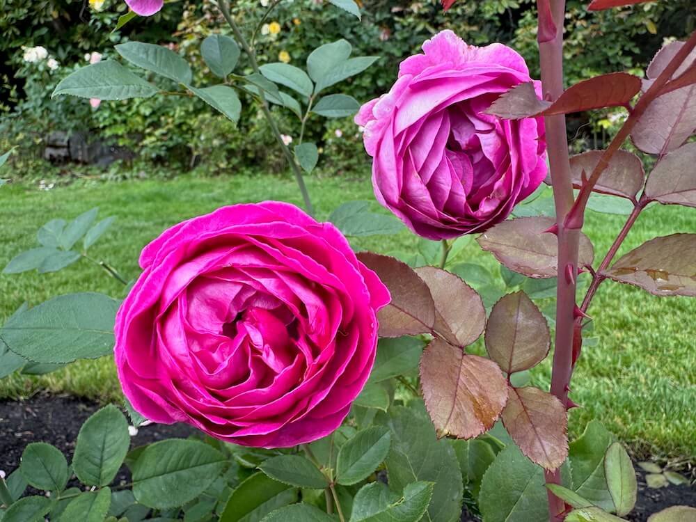 Rosa 'Raspberry Cupcake'
