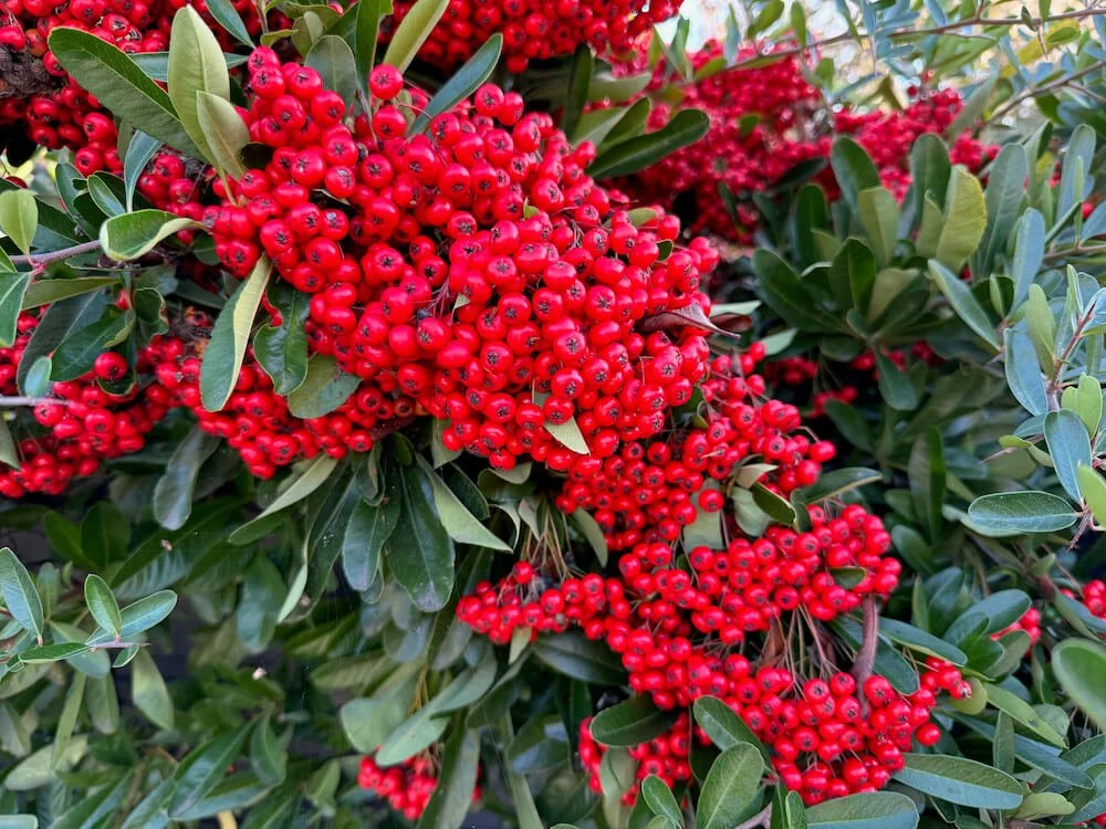 Pyracantha coccinea