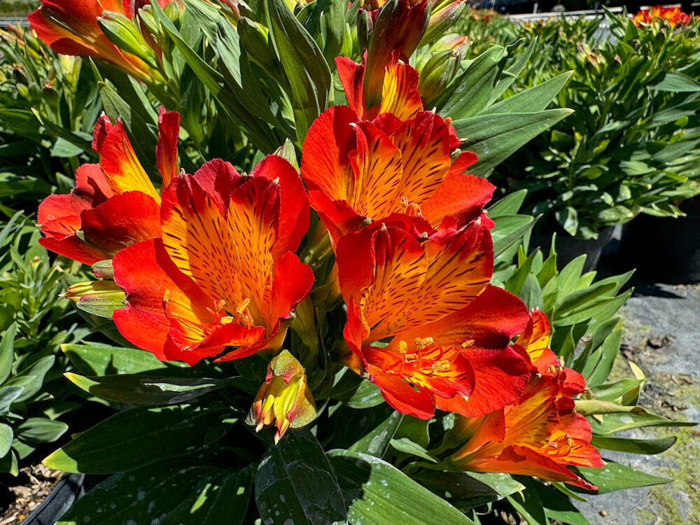 Alstroemeria 'Inca Holland'