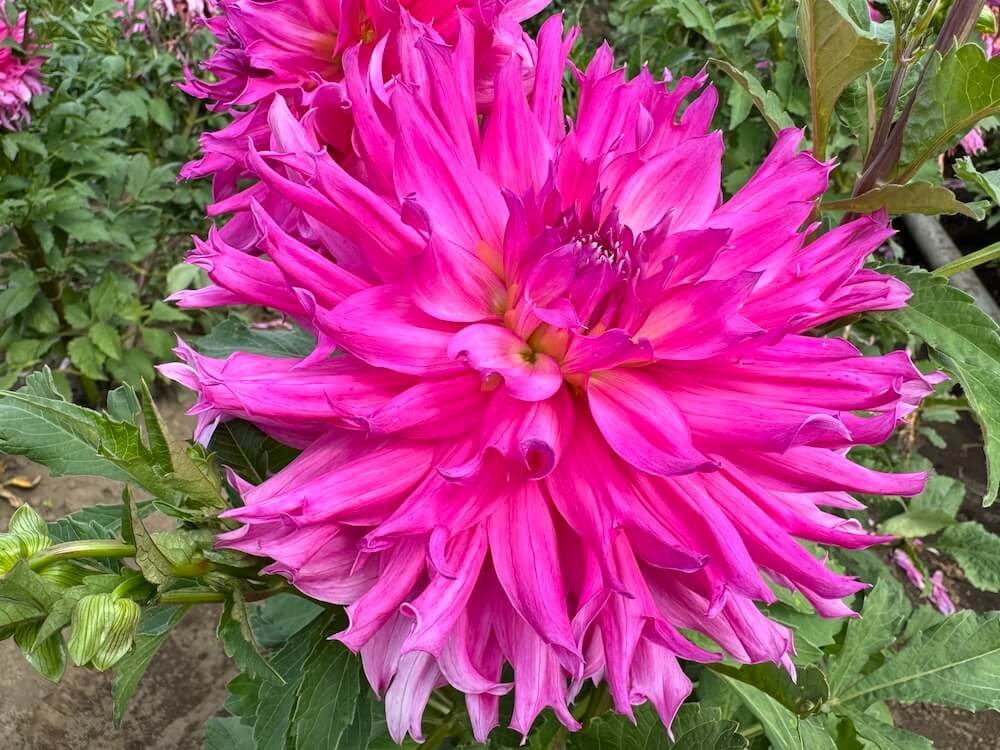 Dahlia 'Helen Richmond'
