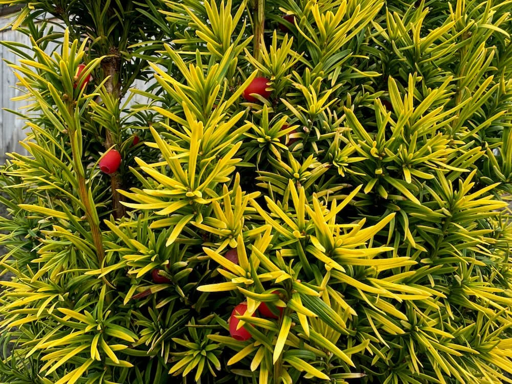 Taxus baccata 'Fastigiata Aurea'