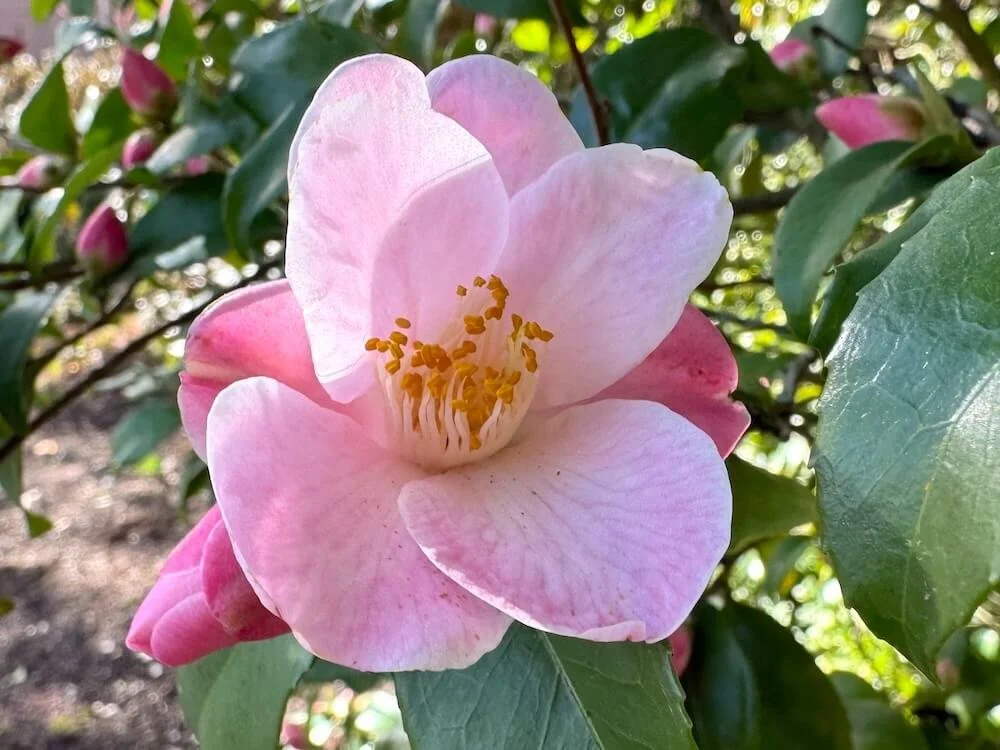 CAMELLIA