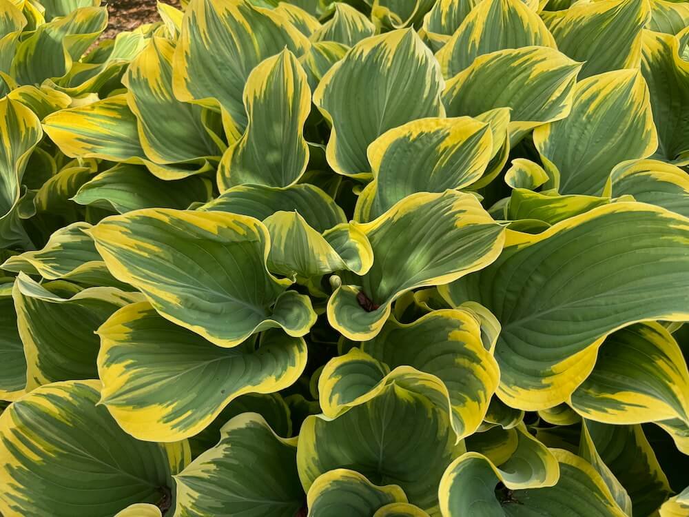 Hosta 'Sagae'