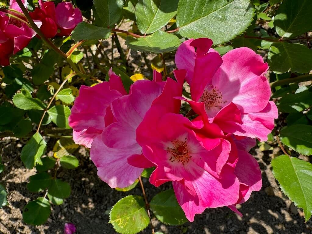 Rosa 'Betty Prior'