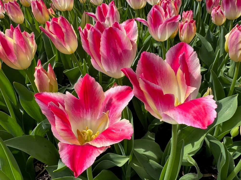 Tulipa 'Whispering Dream'